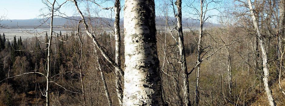 treehouse resort development, luxury vacation home, buildable plot
