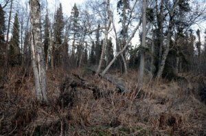 remote alaska land for sale