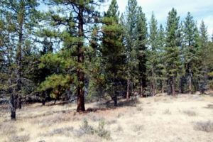 northern california land sales, modoc land sales, california pines land for sale